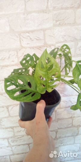 Монстера Косая