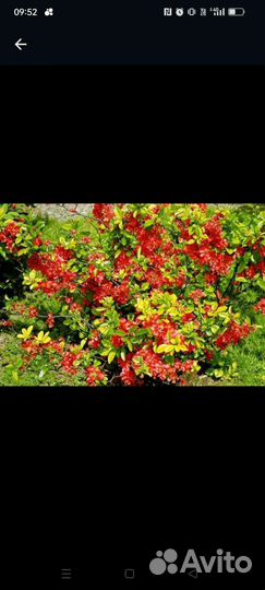 Хеномелис или японская айва