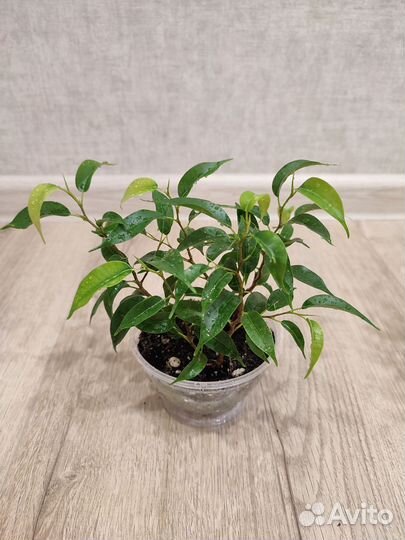 Фикус Бенджамина Наташа