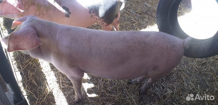 Продам хряков