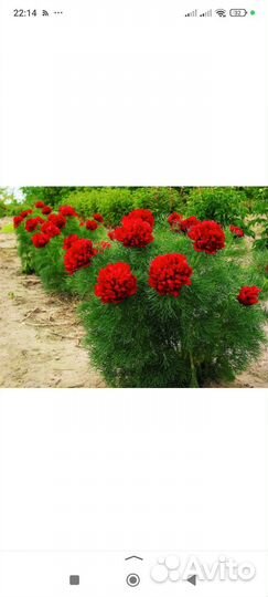 Пион тонколистный махровый