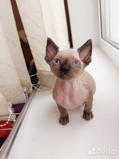 Котёнок сфинкс