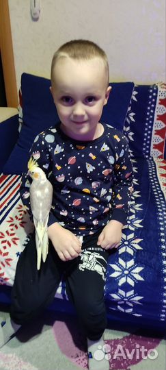 Попугай выкормыш карелла птенец