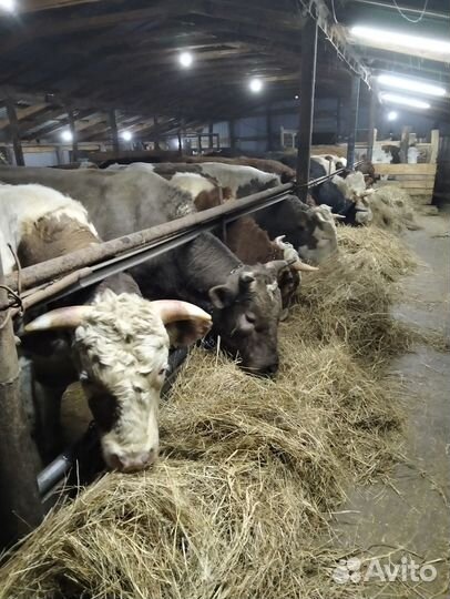 Продам быков