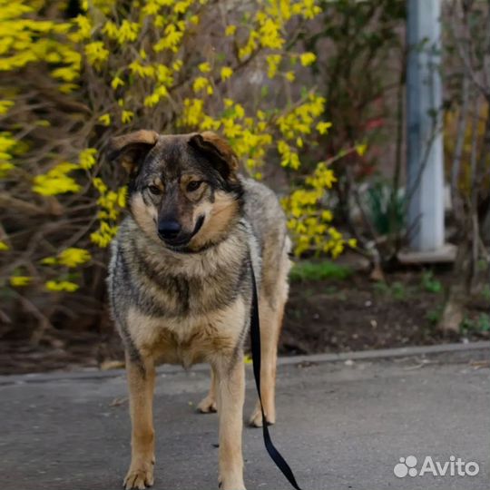 Собаки бесплатно