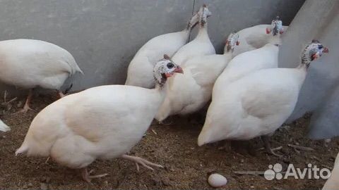 Цесарки