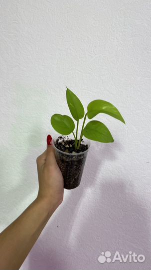 Эпипремнум неон