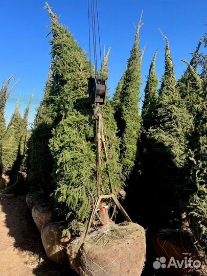 Сосна из питомника 6.45 М