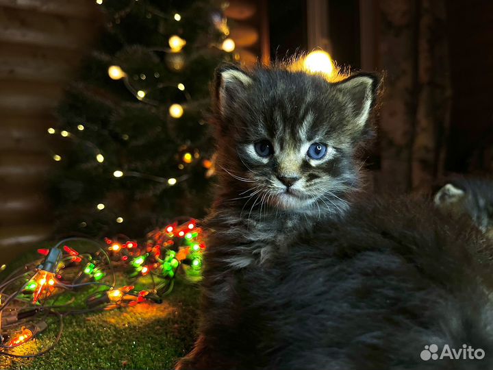 Котята мейн-кун