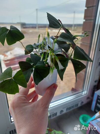 Оксалис - кислица цветущая