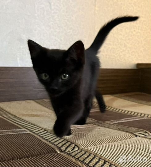 Котенок в добрые руки