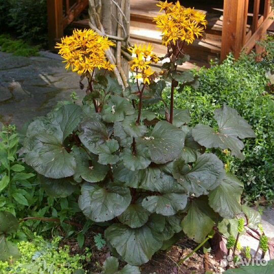 Бузульник Дездемона