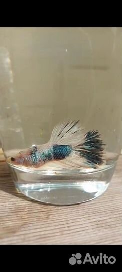 Рыбка петушок