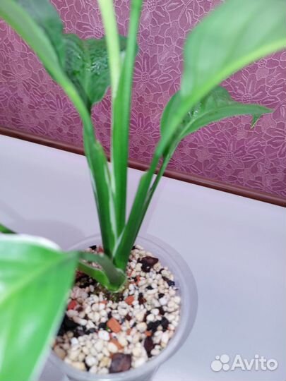 Спатифиллум 