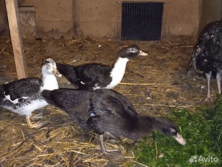 Утята индоутки подрощенные