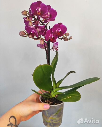 Орхидея фаленопсис Laura d9 1 цветонос