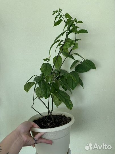 Лимонное дерево