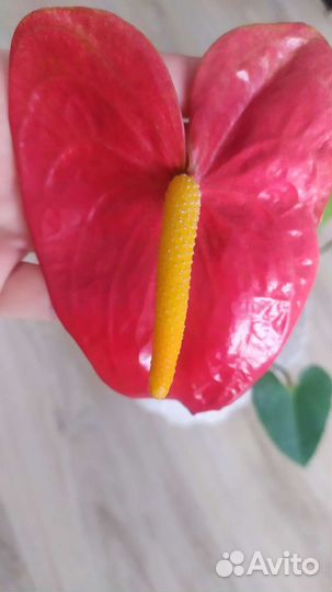 Антуриум - Мужское счастье