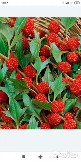 Ягоды красной, белой смородины, крыжовник