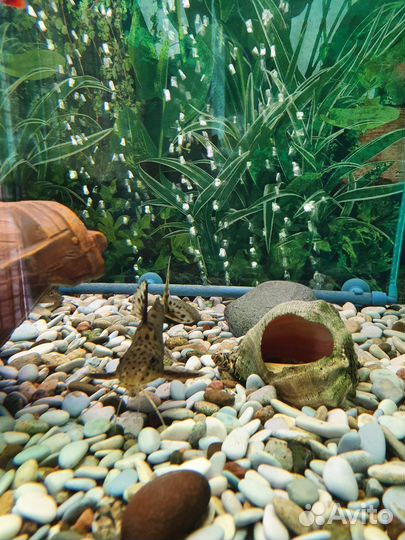 Аквариум на 300 литров