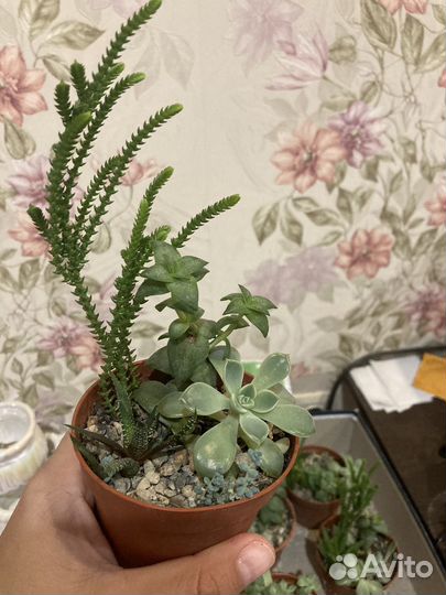 Суккуленты набор