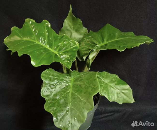 Алоказия лоу райдер