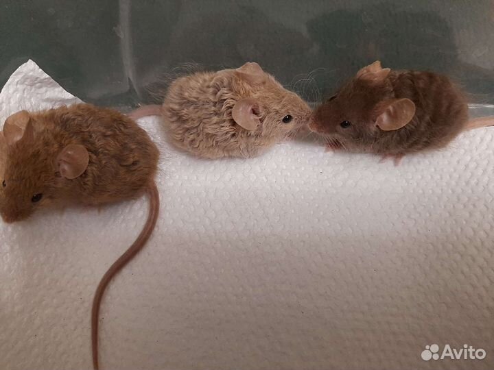 Кудрявые мышки