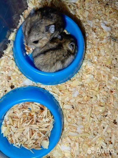 Джунгарский хомяк