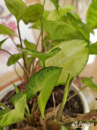 Сингониум белая бабочка