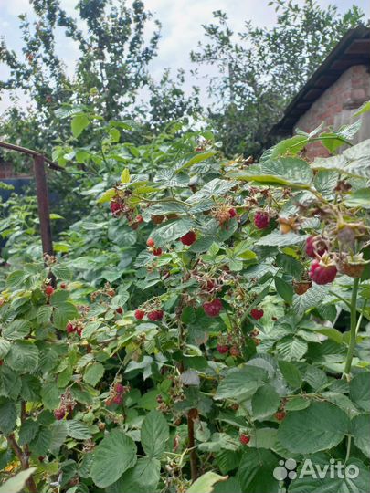 Ремонтантная малина