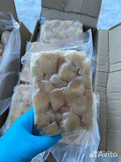 Гребешок приморский