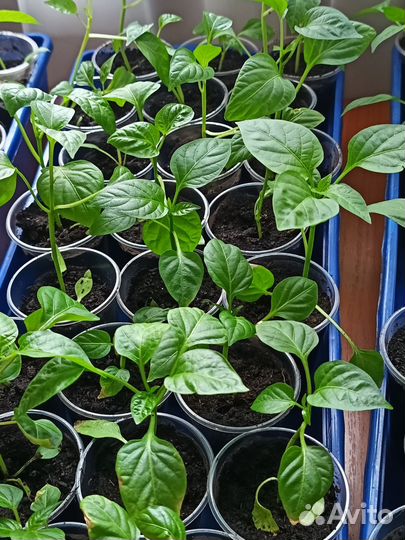 Перец острый Чили, Язык дракона