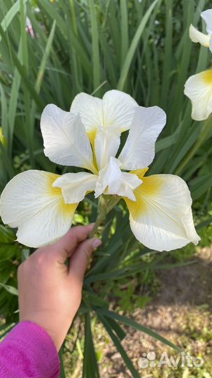 Ирис сибирский dreaming orange