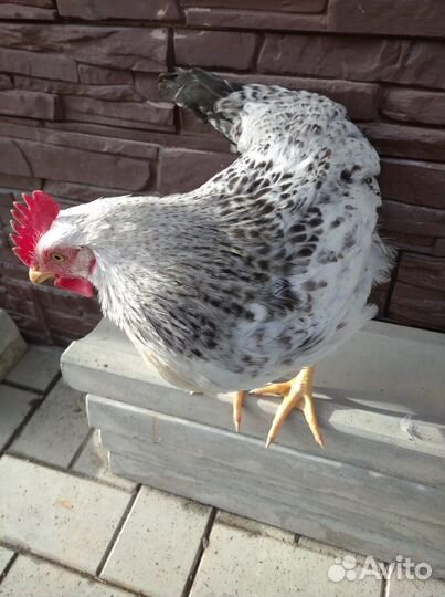Петух молодой