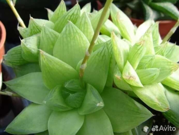 Хавортия ладьевидная (Haworthia cymbiformis)