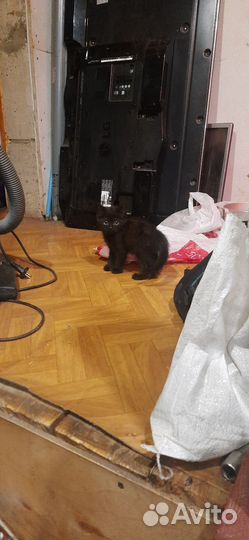 Котята отдам бесплатно