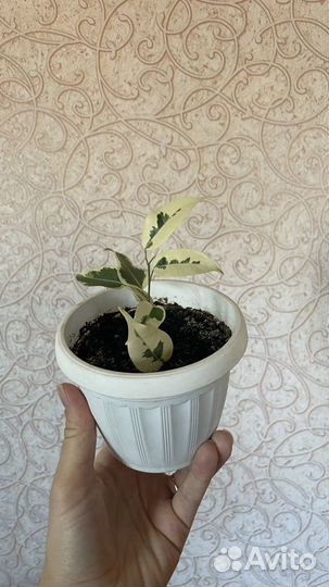 Фикусы Бенджамина