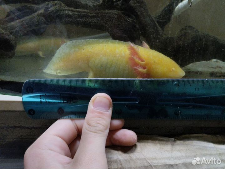 Аксолотль желтый