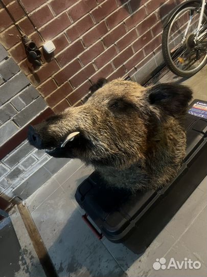 Чучело головы кабана