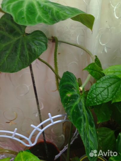 Филодентрон