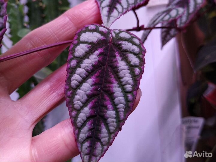 Циссус, Сциндапсус Пиктус, филодендрон