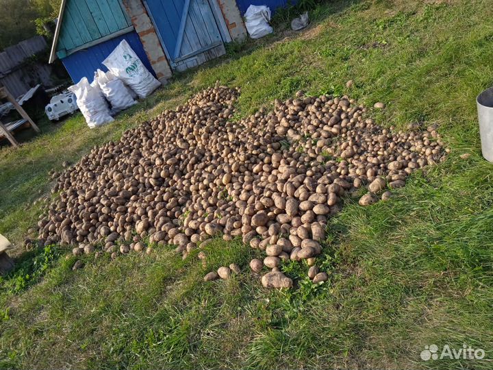 Домашняя еда