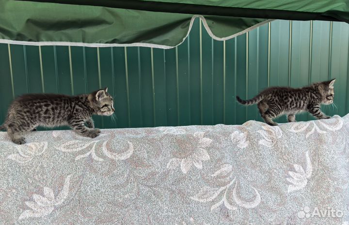 Котята в добрые руки бесплатно