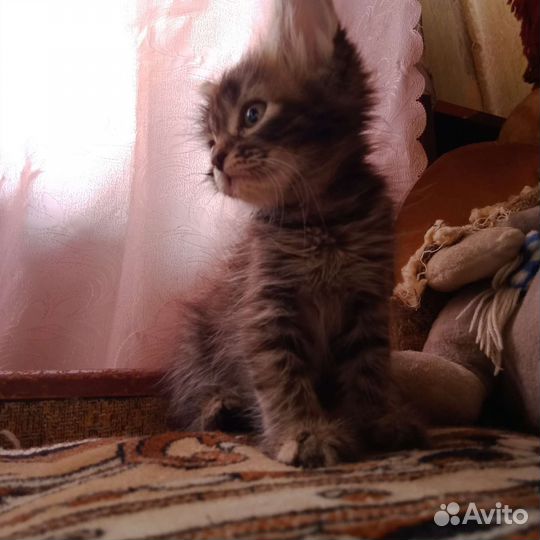 Котята в добрые руки 3 месяца