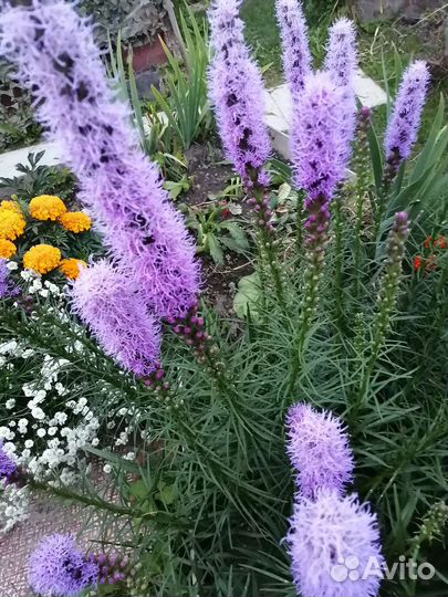 Астра осенняя, лиатрис