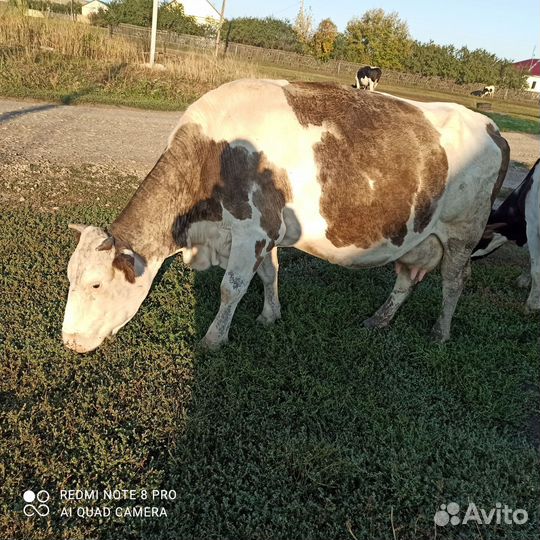 Продам корову на молоко, 8 телят