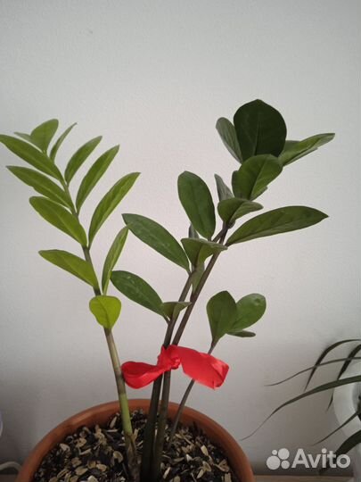 Замиокулькас