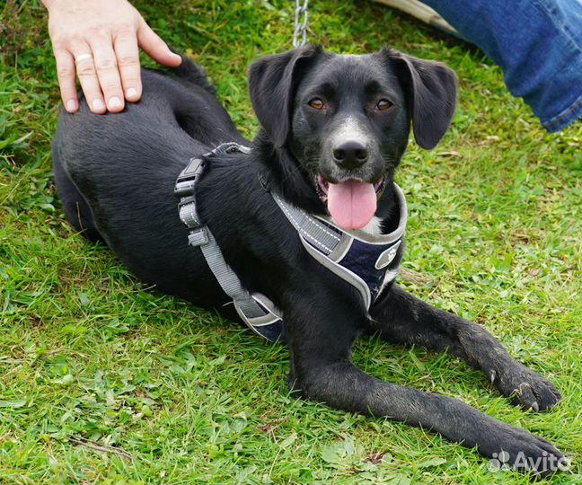 Молодая собака (пёс) в заботливые руки (кобель)