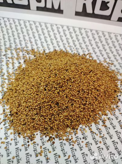 Семена горчицы