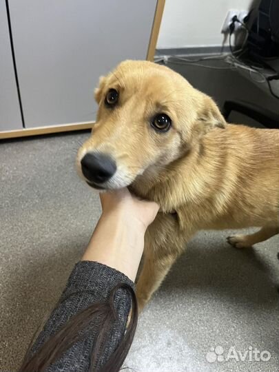 Ищем дом, для подростка девочки